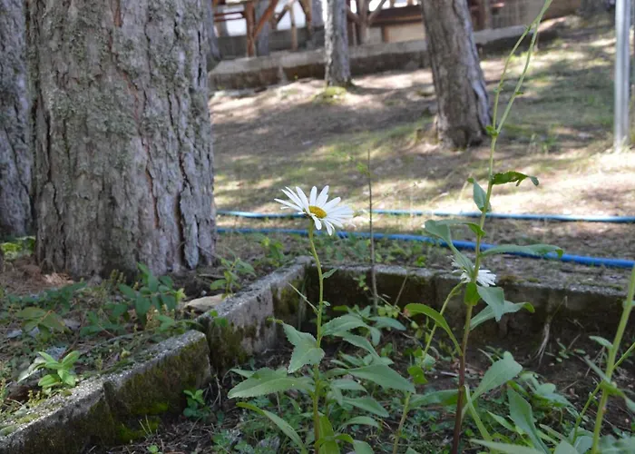 אכסניה La Casa Nel Bosco